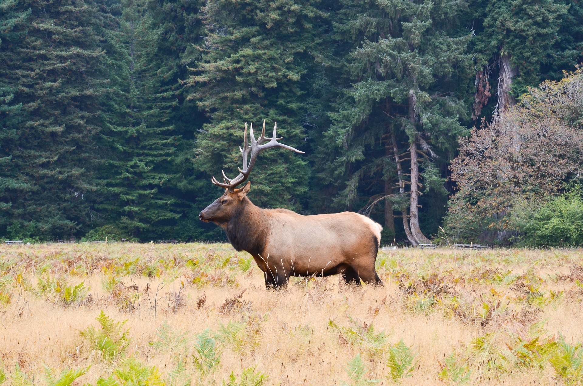 Richardson Grove State Park | Swimming holes, State parks, Best swimming